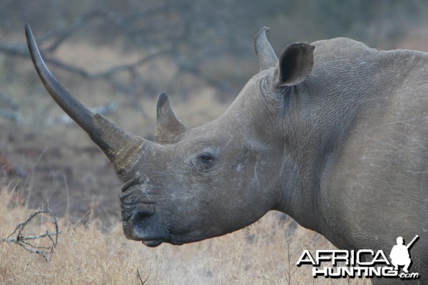 This Rhino cow showed off an impressive horn while she was protecting ...