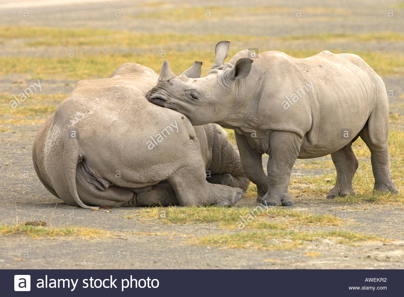 - young white rhino calf resting chin on back of mother female rhino ...