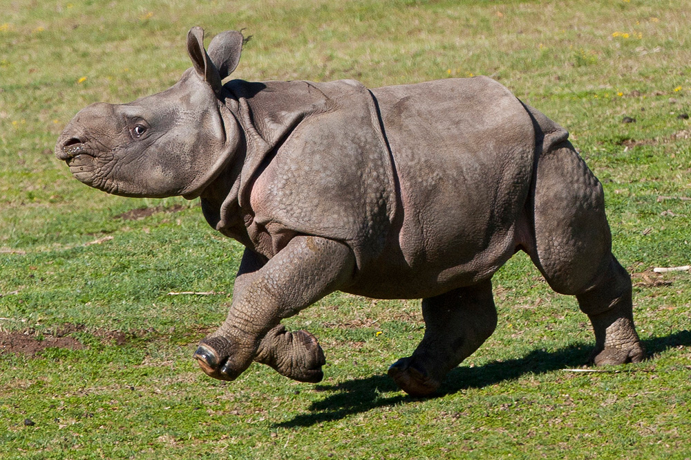Baby rhino gets a running start on her debut at San Diego Zoo - Photos