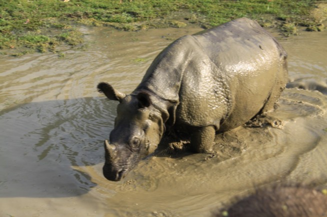 Elephants and rhinos: The Chitwan National Park experience Elephants ...