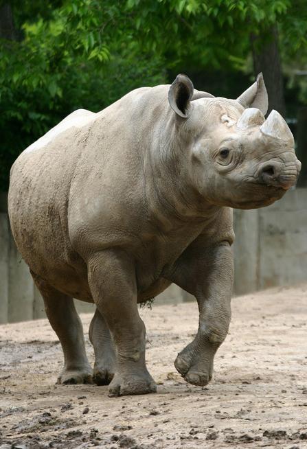 Ailing female rhino at Denver Zoo euthanized at age 31 – The Denver ...