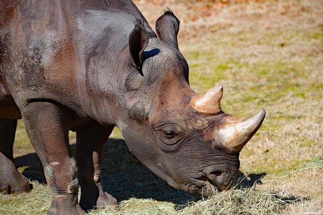 Endangered black rhino arrives at Denver Zoo – The Denver Post