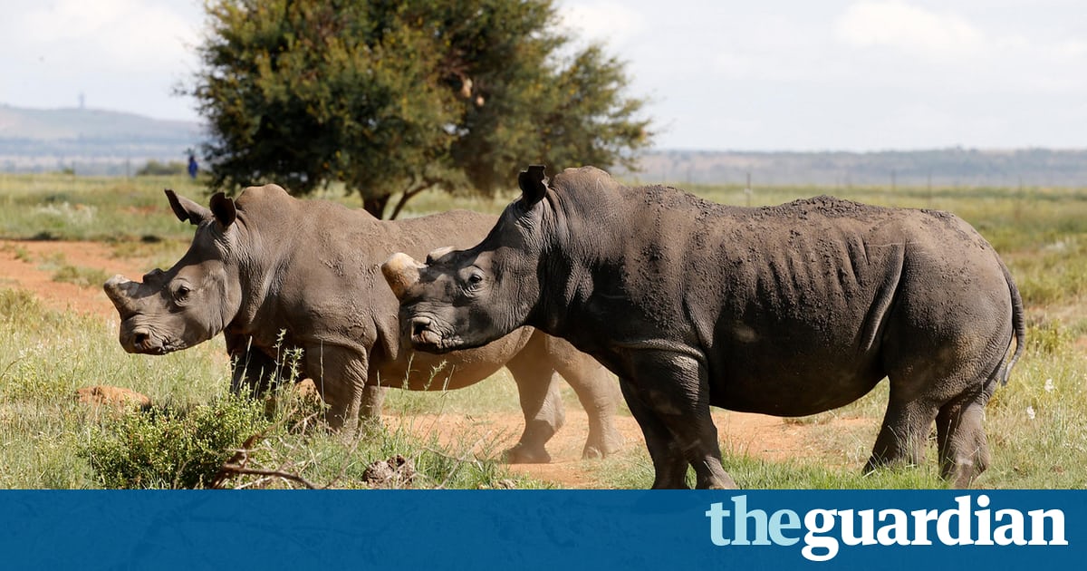 Legal rhino horn and ivory trade should benefit Africa, says Swaziland ...