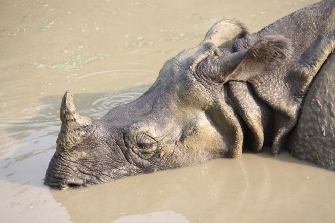 There are about 500 one-horned rhino in Chitwan National Park, Nepal ...