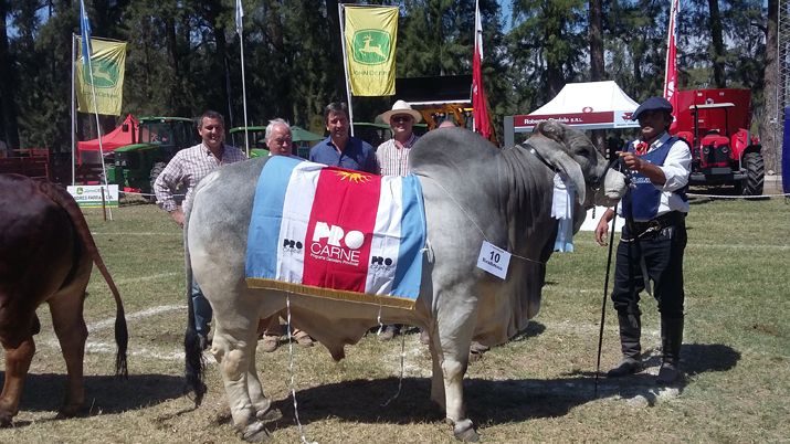 Gramillares, un toro de 770 kilos fue el campeón de la raza Brahman ...