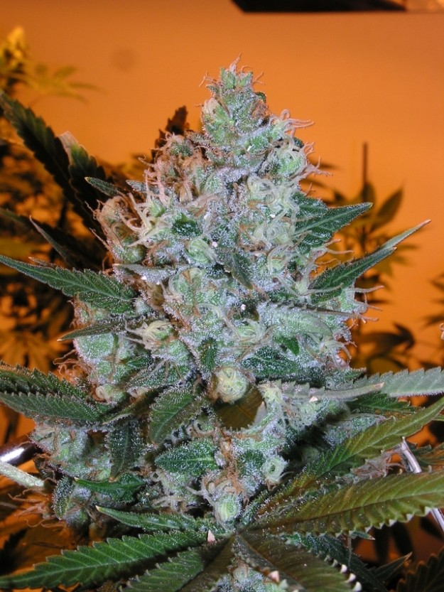 big bud photo « Cannabis Photo Gallery > Growing Cannabis