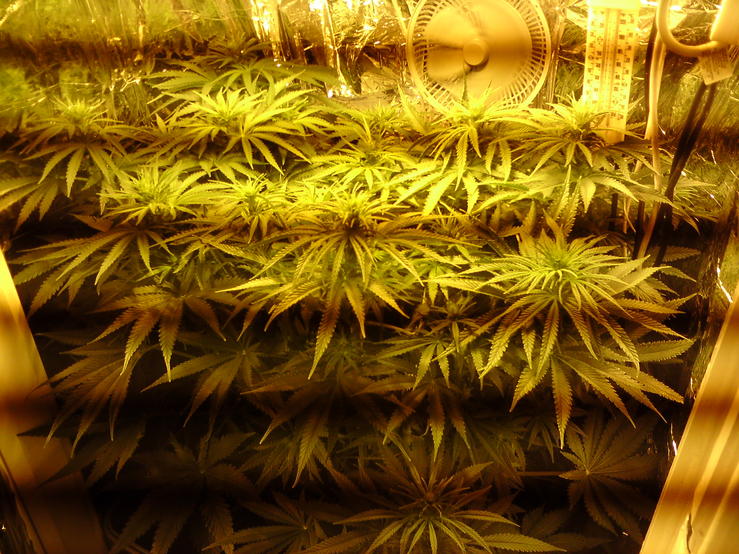 Big Bud X White Widow Marijuana Seeds Picture