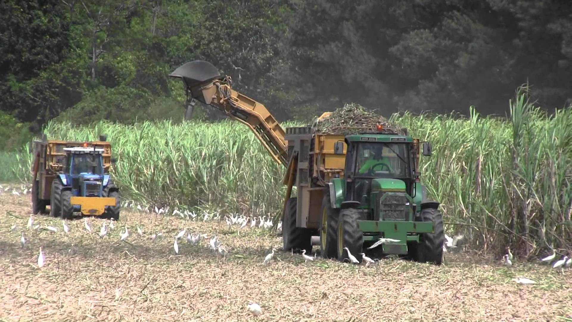 sugar cane harvester in australia - YouTube