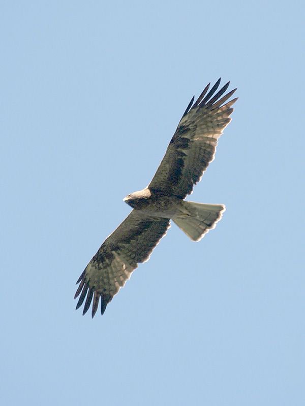 File:Bonelli's Eagle I IMG 3234.jpg - Wikimedia Commons