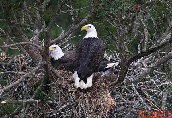 Bald Eagle Nest Georgia DNR Wildlife Resources Division
